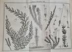 [Martinus Houttuyn]/Carl Linnaeus - Natuurlyke Historie, Of