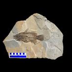 Fossiel skelet - Eolates sp. - 39 cm - 29.5 cm