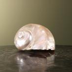 Turbo Schelp Parelmoer Taxidermie Opgezette Dieren By Max, Verzamelen, Ophalen of Verzenden, Nieuw, Wild dier, Opgezet dier
