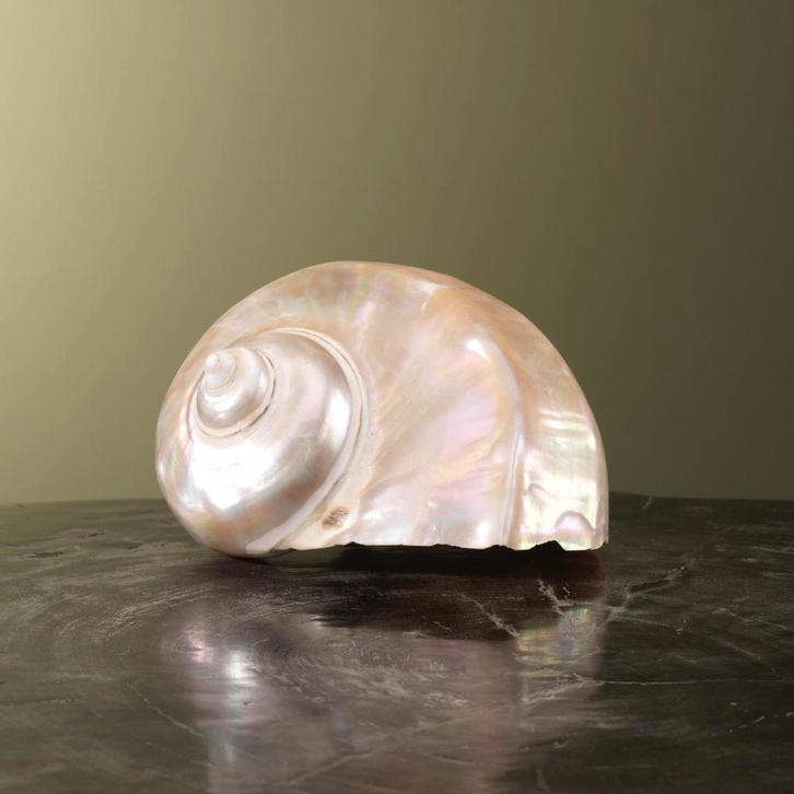 Turbo Schelp Parelmoer Taxidermie Opgezette Dieren By Max, Verzamelen, Dierenverzamelingen, Opgezet dier, Nieuw, Wild dier, Ophalen of Verzenden