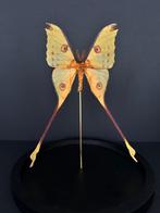Mot Taxidermie volledige montage - Papillon Comète XL Argema, Collections