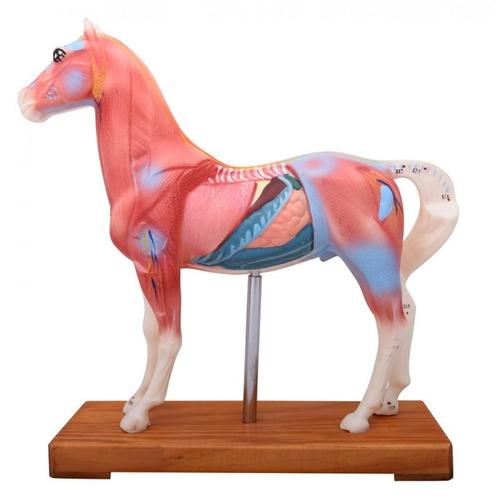 Anatomisch model paard met accupuntuur punten ST-ATM128, Divers, Matériel Infirmier, Envoi
