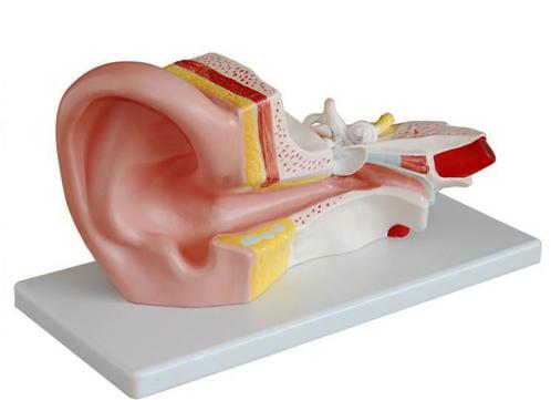 Anatomisch model middenoor ST-ATM 69, Divers, Matériel Infirmier, Envoi