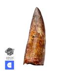 Dinosaurus - Fossiele tand - Nicely Preserved