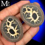 Septaria-knol van 50 miljoen jaar oud Septarische geode uit