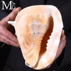 Grote beeldhouwende schelp Cassis Cornuta : Auteur: