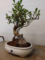 ficus ginseng - Hoogte (boom): 32 cm - Diepte (boom): 26 cm