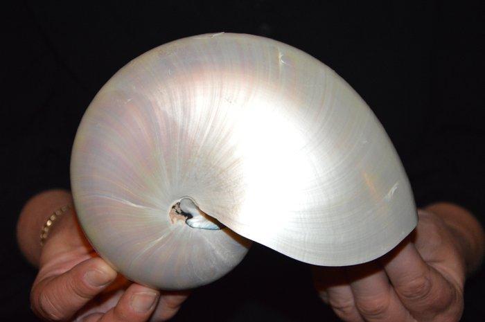 Nautiloidea Zeeschelp - M-975 NAUTILUS POMPILIUS (Zonder, Verzamelen, Dierenverzamelingen