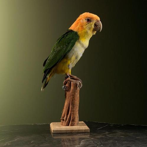 Witbuikcaique Taxidermie Opgezette Dieren By Max, Verzamelen, Dierenverzamelingen, Opgezet dier, Nieuw, Vogel, Ophalen of Verzenden