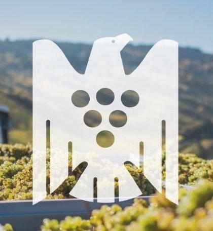 2005 Grans-Fassian, Piesporter Goldtröpfchen Riesling -, Collections, Vins