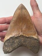 Reusachtige Megalodon-tand 14,5 cm - Fossiele tand -