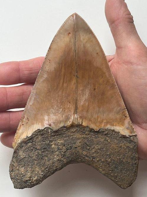 Reusachtige Megalodon-tand 14,5 cm - Fossiele tand -, Verzamelen, Mineralen en Fossielen
