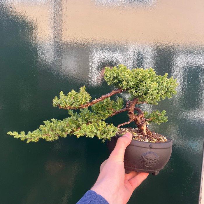 Bonsaï Genévrier (Juniperus) - Hauteur (arbre) : 16 cm -, Antiquités & Art, Curiosités & Brocante