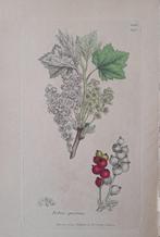 James Sowerby, London - English Botany - a selection of n., Antiquités & Art