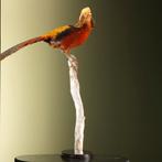 Goudfazant Taxidermie Opgezette Dieren By Max, Ophalen of Verzenden, Opgezet dier