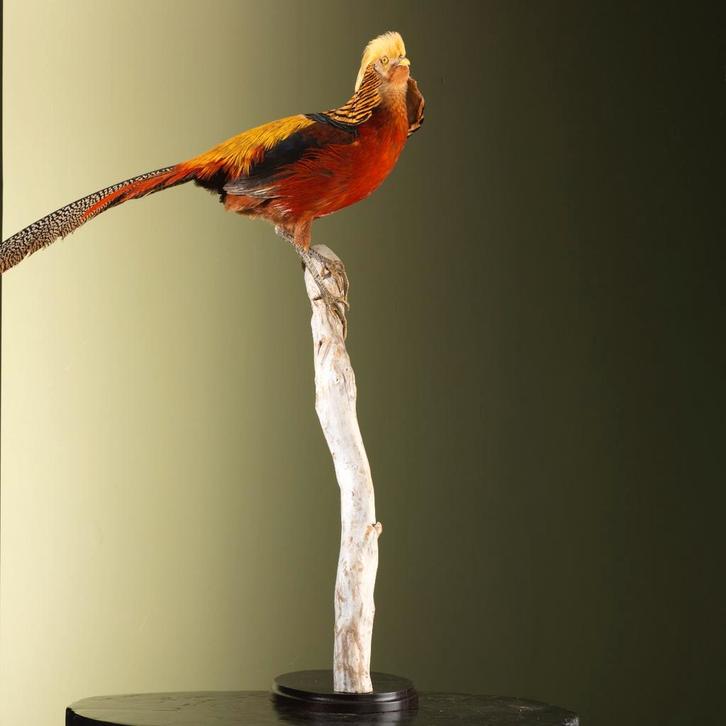 Goudfazant Taxidermie Opgezette Dieren By Max, Collections, Collections Animaux, Enlèvement ou Envoi