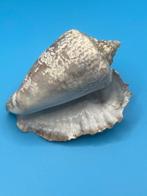 Gastropode Zeeschelp - Various Gasteropod (Zonder, Nieuw