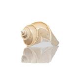 Escargot de collection Thatcheria mirabilis - Hauteur : 8.7, Nieuw