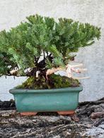 Jeneverbes bonsai (Juniperus) - Hoogte (boom): 16 cm -