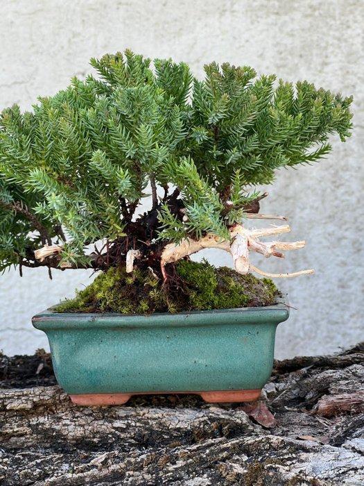 Jeneverbes bonsai (Juniperus) - Hoogte (boom): 16 cm -, Antiquités & Art, Curiosités & Brocante