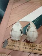 Set schedels: Konijn en Eekhoorn Schedel - Sciurus vulgaris, Antiek en Kunst