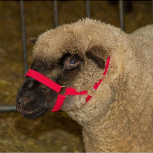 Kopfhalfter für schafe, rot pp, 20mm - kerbl, Dieren en Toebehoren, Stalling en Weidegang