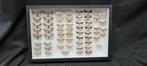 Palearctique Butterflies Collection (39X26 cm ) - ex LEMAIRE