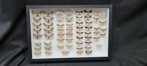 Palearctique Butterflies Collection (39X26 cm ) - ex LEMAIRE, Verzamelen, Dierenverzamelingen