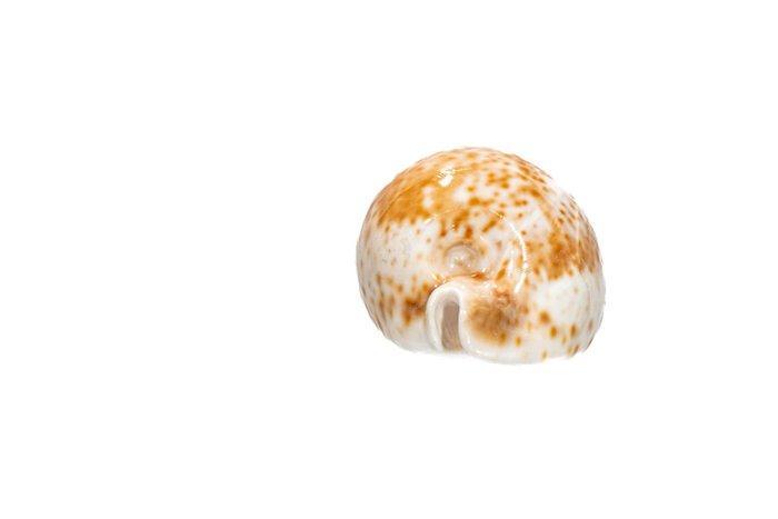 Wunder-Kaurischelp  TOP-stuk  verzamelingsschelp  GEM, Collections, Collections Animaux