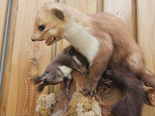 steenmarter en Chinese zwarte eekhoorn Taxidermie volledige, Collections, Collections Animaux