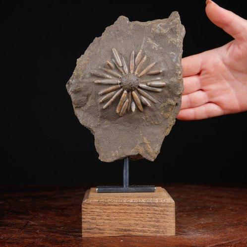 Fossile déchinide sur matrice - Coquillage fossilisé -, Verzamelen, Dierenverzamelingen
