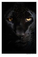 Arnold Mariashin - Zoo 21 - XL - No reserve