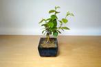Pseudocydonia bonsai (kwets) - Hoogte (boom): 15 cm - Diepte