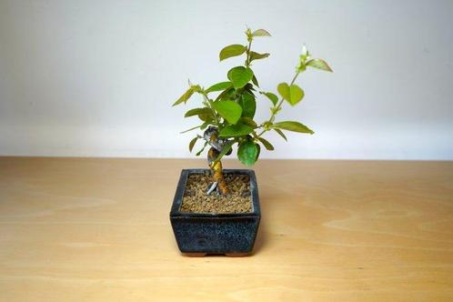 Pseudocydonia bonsai (kwets) - Hoogte (boom): 15 cm - Diepte, Antiek en Kunst, Curiosa en Brocante