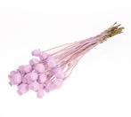 Papaverbollen Lilac Misty, Nieuw