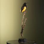 Twaalfdradige Paradijshop Man, Ophalen of Verzenden, Nieuw, Vogel, Opgezet dier