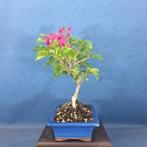 Bonsaï Bougainvillier (Bougainvillea glabra) - Hauteur
