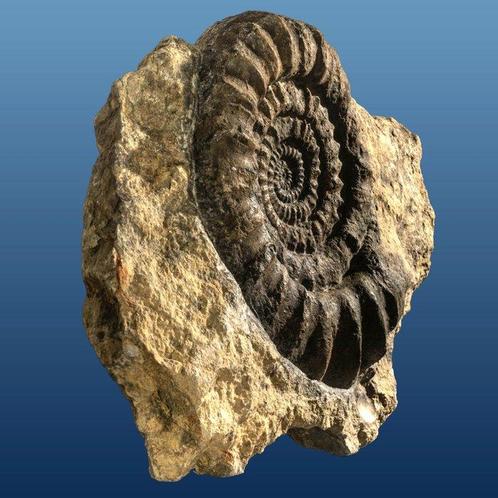 zeer goede en grote ammoniet op originemengsel -, Verzamelen, Mineralen en Fossielen
