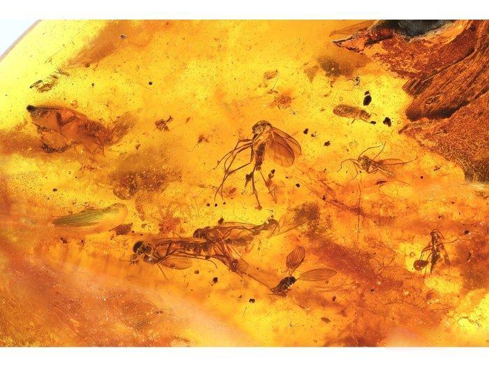 Amber - Barnsteen - Millipedae + 4+insects + two bettles!!!!, Verzamelen, Mineralen en Fossielen