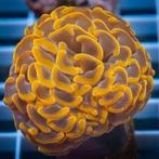 Euphyllia Paraancora Ultra Neon Oranje (2 koppen), Dieren en Toebehoren, Vissen | Aquariumvissen