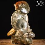 Uitzonderlijke Ammonite Groep op Oorspronkelijke Matrix -, Collections, Minéraux & Fossiles
