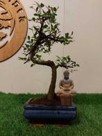 Japanese iep bonsai (Zelkova) - Hoogte (boom): 30 cm -