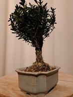 Buxus Harlandii bonsai in bonsaischaal - Hoogte (boom): 18, Antiek en Kunst
