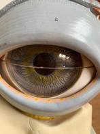 Medisch instrument - Plastic - Anatomical Model Eye, Antiek en Kunst