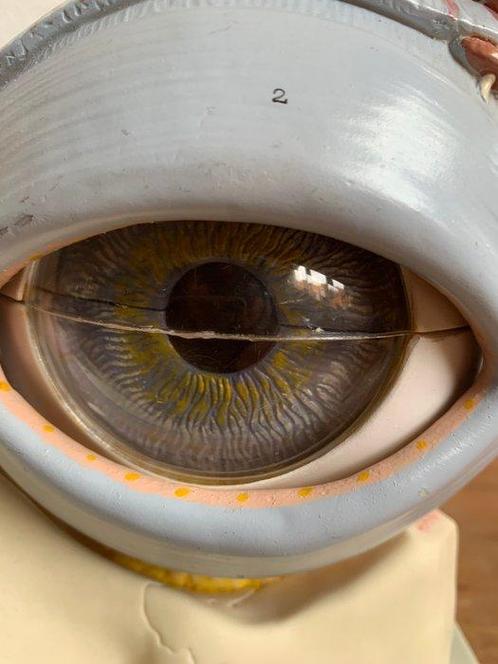 Medisch instrument - Plastic - Anatomical Model Eye, Antiek en Kunst, Antiek | Wandborden en Tegels