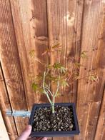 Japanese maple bonsai (Acer palmatum) - Hauteur (arbre) : 25