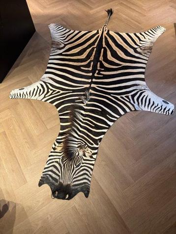 Zebra Taxidermie volledige montage - Equus quagga - 290 cm -