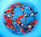 Hirasawa Marusei 28-35cm (Japanse Koi), Tuin en Terras, Ophalen of Verzenden, Nieuw