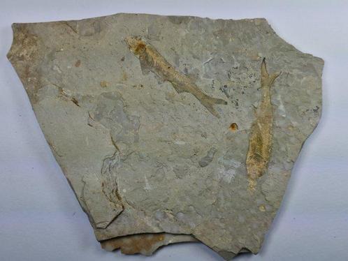 Vis - Gefossiliseerd dier - Lycoptera - 21 cm  (Zonder, Verzamelen, Mineralen en Fossielen
