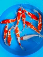 Hirasawa Marusei 29-34cm (Japanse Koi), Ophalen of Verzenden